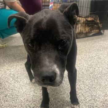 Wilhelm of Saxon -  Mixed Breed Dog Available for Adoption in Fredericksburg, Virginia - Wilhelm Of Saxon | PetCurious