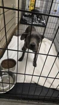 MOOSE -  Pit Bull Terrier and Mixed Breed Dog for Adoption in Texas City, Texas - MOOSE | PetCurious
