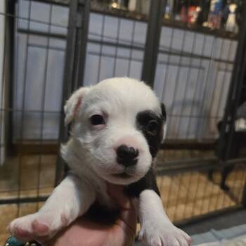 Rescue English Bulldog and Chihuahua Dogs for Adoption in Phoenix, Arizona - Yuki | PetCurious