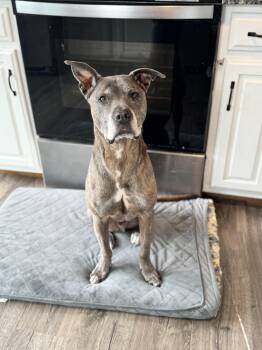Felix James -  Mixed Breed Dog for Adoption in Chelmsford, Massachusetts - Felix James | PetCurious