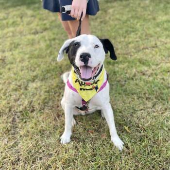 Rescue Terrier Dogs for Adoption in Carencro, Louisiana - Cuban Pete | PetCurious