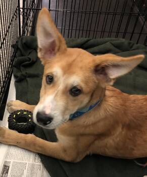 Sunny -  Shepherd and Husky Dog for Adoption in Parma, Ohio - Sunny | PetCurious