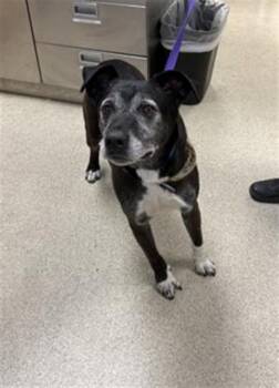 ZEUS -  Pit Bull Terrier and Mixed Breed Dog for Adoption in Riverside, California - ZEUS | PetCurious