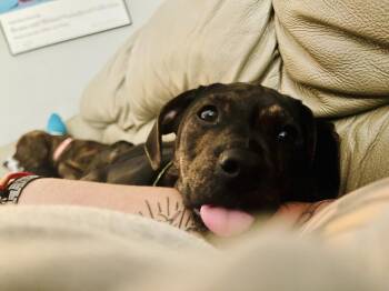 Diego -  Mixed Breed Dog for Adoption in Loveland, Ohio - Diego | PetCurious