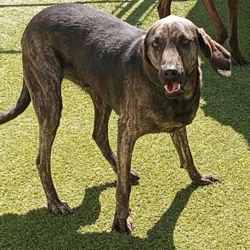 Coonhound and Mixed Breed Dogs Available for Adoption in Loxahatchee Groves, Florida - Salem 1260 | PetCurious