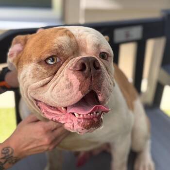 Henry Rollins -  English Bulldog Dog for Adoption in Greensboro, North Carolina - Henry Rollins | PetCurious