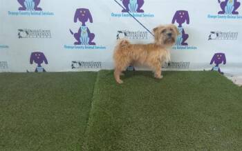 KOKO -  Cairn Terrier Dog for Adoption in Orlando, Florida - KOKO | PetCurious
