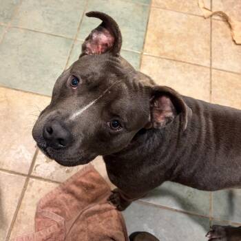 Kingston -  Mixed Breed Dog for Adoption in Chattanooga, Tennessee - Kingston | PetCurious