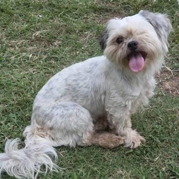 Princess -  Shih Tzu Dog for Adoption in Warrior, Alabama - Princess | PetCurious
