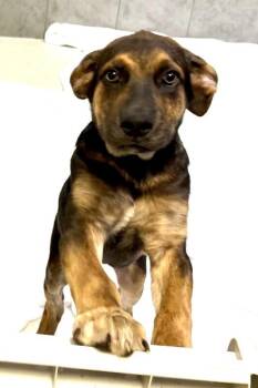 Bourbon -  Mixed Breed Dog for Adoption in Maryville, Tennessee - Bourbon | PetCurious