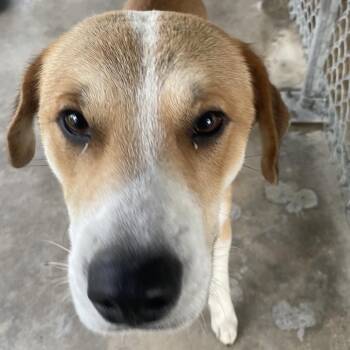 Mixed Breed Dogs Available for Adoption - Happy | PetCurious