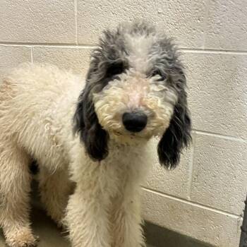 Harvey -  Poodle Dog for Adoption in Harrisonburg, Virginia - Harvey | PetCurious
