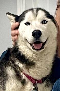 Rescue Siberian Husky Dogs for Adoption in Pantego, Texas - Cappuccino | PetCurious