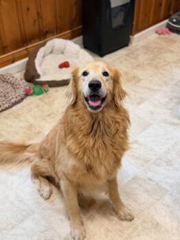 Golden Retriever Dogs Available for Adoption in Raleigh, North Carolina - Hawkins | PetCurious