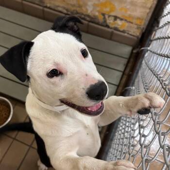 Shepherd Dogs Available for Adoption - Skylar | PetCurious