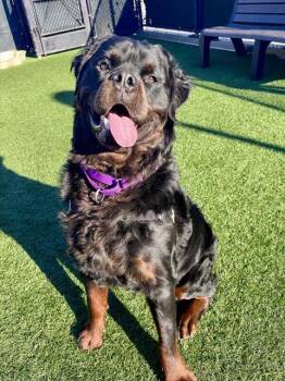 HOMER -  Rottweiler Dog for Adoption in San Francisco, California - HOMER | PetCurious