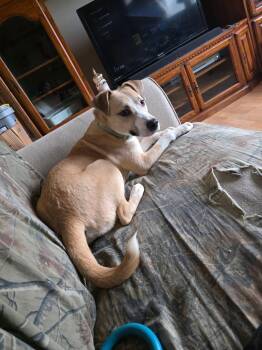 Labrador Retriever and Husky Dogs Available for Adoption - Boomer | PetCurious