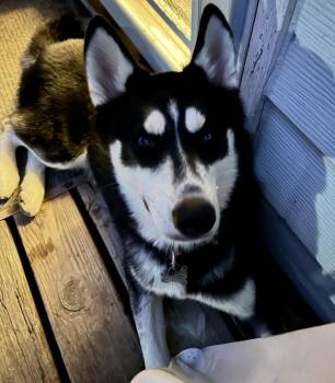 Rescue Husky Dogs for Adoption in York, Pennsylvania - Milo | PetCurious