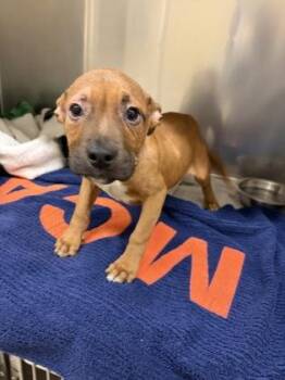 Mixed Breed Dogs Available for Adoption in Westland, Michigan - Gummi Bear | PetCurious