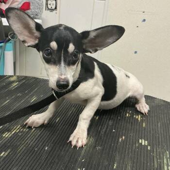 IVHS-A-141716 -  Chihuahua Dog for Adoption in San Gabriel, California - IVHS-A-141716 | PetCurious