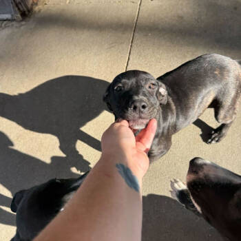 Rescue Mixed Breed Dogs for Adoption in Grand Junction, Colorado - Dewey | PetCurious