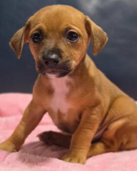 Frankie -  Chihuahua Dog for Adoption in Novato, California - Frankie | PetCurious