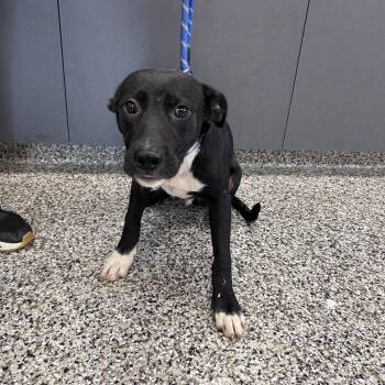 Jam -  Pit Bull Terrier Dog for Adoption in Morganton, North Carolina - Jam | PetCurious
