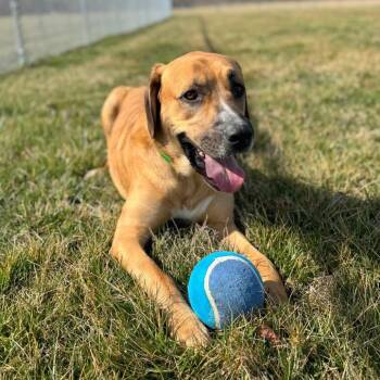 Miles -  Mixed Breed Dog Available for Adoption in Hendersonville, North Carolina - Miles | PetCurious