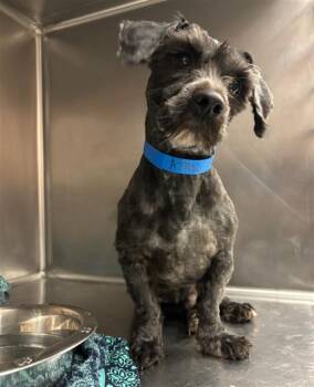 Havanese and Mixed Breed Dogs Available for Adoption - A778021 | PetCurious