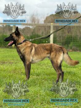 Roger -  Belgian Shepherd Malinois Dog for Adoption - Roger | PetCurious