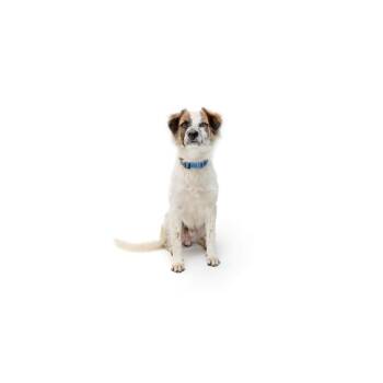 Kylo -  Australian Shepherd and Mixed Breed Dog for Adoption in Los Angeles, California - Kylo | PetCurious