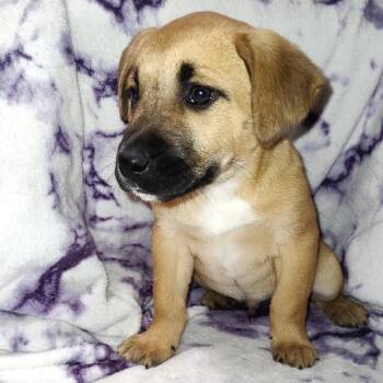 Rescue Mixed Breed Dogs for Adoption in Fredericksburg, Virginia - Honey Mustard | PetCurious