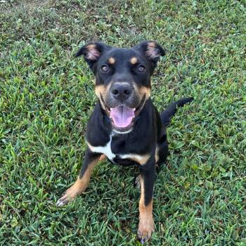 Orpheus -  Mixed Breed Dog for Adoption in Chattanooga, Tennessee - Orpheus | PetCurious