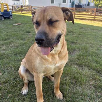 Rescue Black Mouth Cur Dogs for Adoption in Powell, Ohio - Dunkin (courtesy Post) | PetCurious