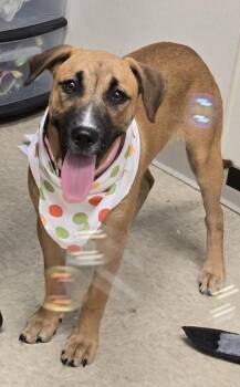 Moondancer -  Mixed Breed Dog for Adoption in Hamilton, Ohio - Moondancer | PetCurious