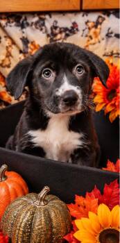 Pixie -  Pit Bull Terrier and Labrador Retriever Dog for Adoption in Sumter, South Carolina - Pixie | PetCurious