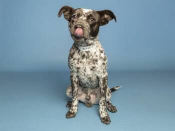 SPLASH -  Australian Cattle Dog Blue Heeler and Mixed Breed Dog for Adoption in Phoenix, Arizona - SPLASH | PetCurious