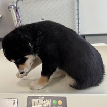 108736 -  Mixed Breed Dog for Adoption in Las Cruces, New Mexico - 108736 | PetCurious