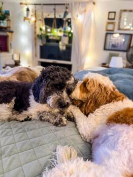 Genie (bonded with Freckles) -  English Springer Spaniel and Poodle Dog for Adoption - Genie (bonded With Freckles) | PetCurious