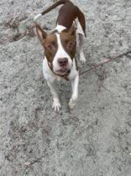 Lil Debbie -  Mixed Breed Dog for Adoption in Georgetown, South Carolina - Lil Debbie | PetCurious