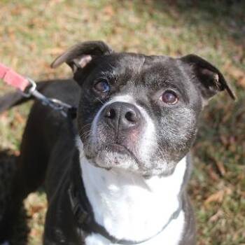 Boxer and English Bulldog Dogs Available for Adoption in Hattiesburg, Mississippi - Tippy | PetCurious