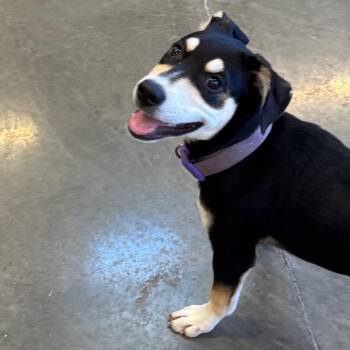 Yala -  Treeing Walker Coonhound and Labrador Retriever Dog for Adoption in Mankato, Minnesota - Yala | PetCurious
