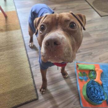 Augustus -  Pit Bull Terrier Dog for Adoption in Mooresville, Indiana - Augustus | PetCurious