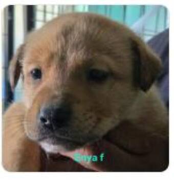 American Staffordshire Terrier and German Shepherd Dog Dogs Available for Adoption in Nucla, Colorado - Enya | PetCurious