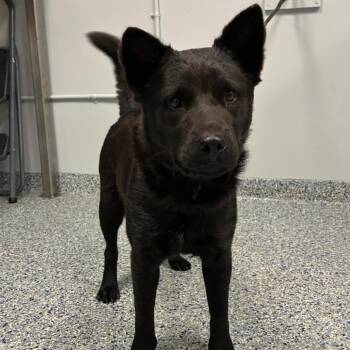 Navy -  Mixed Breed Dog for Adoption in Greenville, South Carolina - Navy | PetCurious