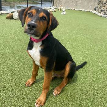 Mixed Breed Dogs Available for Adoption in Stamford, Connecticut - MESSI | PetCurious