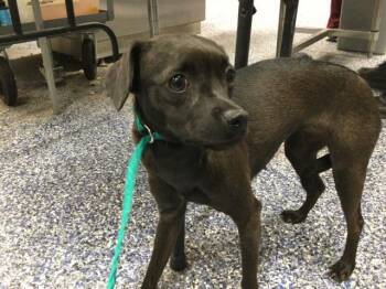 DOG 2 -  Chihuahua and Mixed Breed Dog for Adoption in Thousand Palms, California - DOG 2 | PetCurious