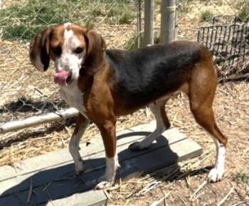 Spider -  Hound Dog for Adoption in Lexington, Massachusetts - Spider | PetCurious
