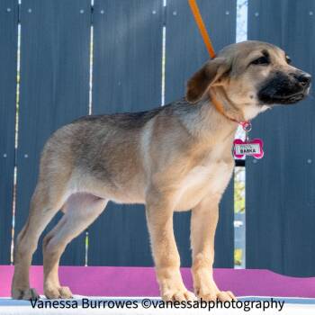 Shepherd Dogs Available for Adoption in Wake Forest, North Carolina - Babka | PetCurious