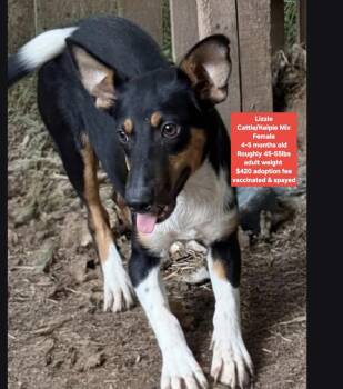 Lizzie -  Cattle Dog and Australian Kelpie Dog for Adoption in Oviedo, Florida - Lizzie | PetCurious